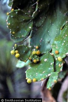 <i>Cactus brasiliensis</i> Willd.