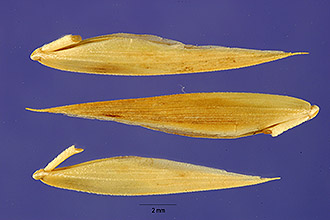 <i>Festuca unioloides</i> (Willd.) Raspail, non Bromus unioloides Kunth, nom. illeg.