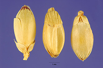 <i>Brachiaria ruziziensis</i> Germ. & Evrard