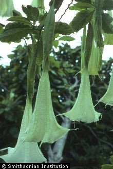 <i>Brugmansia candida</i> Pers., database artifact
