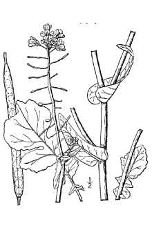 <i>Brassica rapa</i> L. var. campestris (L.) W.D.J. Koch