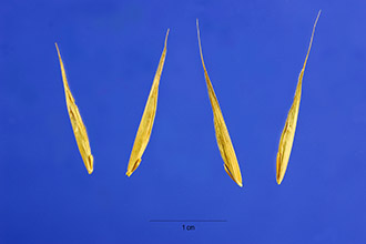<i>Bromus carinatus</i> Hook. & Arn. var. hookerianus (Thurb.) Shear