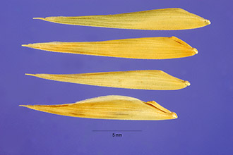 <i>Festuca unioloides</i> (Willd.) Raspail, non Bromus unioloides Kunth, nom. illeg.