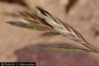 <i>Ceratochloa unioloides</i> (Willd.) Raspail, non Bromus unioloides Kunth, nom. illeg.