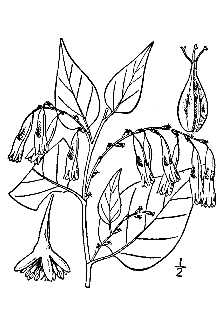American Buckwheat Vine