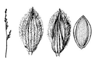 <i>Brachiaria ciliatissima</i> (Buckley) Chase