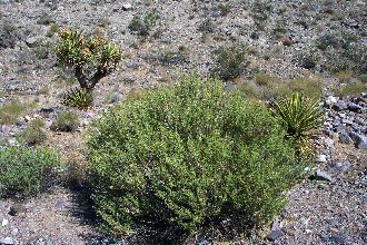 <i>Brickellia californica</i> (Torr. & A. Gray) A. Gray var. desertorum (Coville) Parish ex H.