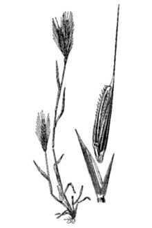 <i>Trachynia distachya</i> (L.) Link