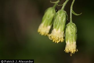 <i>Brickellia grandiflora</i> (Hook.) Nutt. var. petiolaris A. Gray