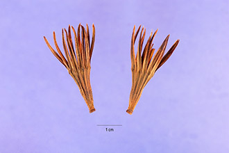 <i>Bruguiera gymnorrhiza</i> auct. non (L.) Savigny, orth. var.