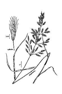 <i>Bromus japonicus</i> Thunb. ssp. anatolicus (Boiss. & Heldr.) Penzes