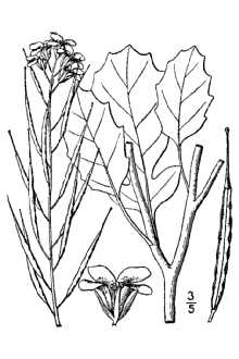 <i>Brassica integrifolia</i> (Vahl) O.E.Schulz, non Rupr.