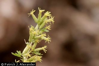 Splitleaf Brickellbush