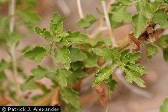 Splitleaf Brickellbush