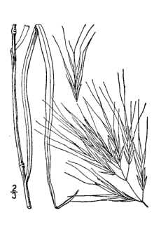 <i>Bromus madritensis</i> L. ssp. madritensis