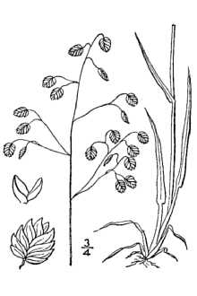 Perennial Quakinggrass