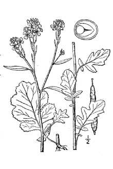 <i>Sinapis nigra</i> L.