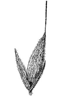 <i>Bromopsis nottowayana</i> (Fernald) Holub