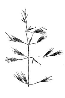 <i>Bromopsis orcuttiana</i> (Vasey) Holub