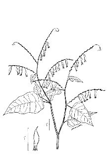 <i>Brunnichia cirrhosa</i> Gaertn.