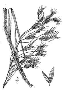 <i>Bromus japonicus</i> Thunb. ssp. anatolicus (Boiss. & Heldr.) Penzes