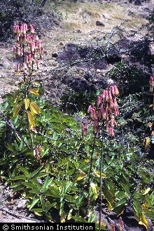 <i>Bryophyllum pinnatum</i> (Lam.) Oken