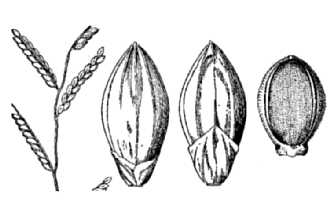<i>Brachiaria plantaginea</i> (Link) Hitchc.