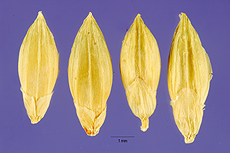 <i>Panicum plantagineum</i> Link