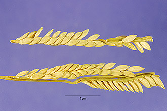Plantain Signalgrass