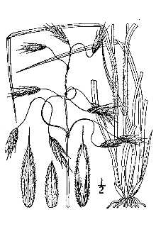 <i>Bromopsis porteri</i> J.M. Coult.
