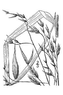 <i>Bromopsis kalmii</i> (A. Gray) Holub
