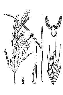 <i>Bromus commutatus</i> Schrad. var. apricorum Simonkai