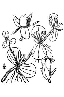 <i>Hydranthelium rotundifolium</i> (Michx.) Pennell