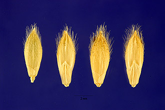 <i>Brachiaria ruziziensis</i> Germ. & Evrard