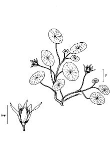 <i>Brasenia peltata</i> Pursh