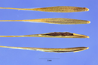 <i>Anisantha sterilis</i> (L.) Nevski