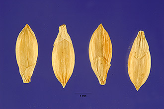 <i>Brachiaria subquadripara</i> (Trin.) Hitchc.