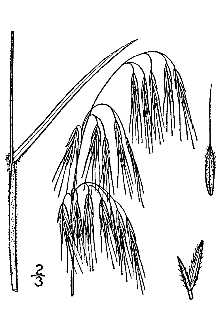 <i>Bromus tectorum</i> L. var. hirsutus Regel