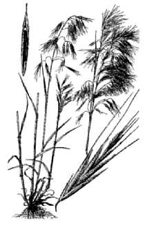 <i>Bromus tectorum</i> L. var. glabratus Spenner