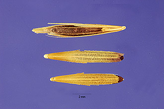 <i>Bromus tectorum</i> L. var. nudus Klett & Richt.