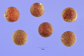 <i>Brassica tournefortii</i> Gouan var. sisymbrioides (Fisch.) Grossh.