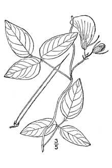 <i>Centrosema virginianum</i> (L.) Benth. var. ellipticum (DC.) Fernald