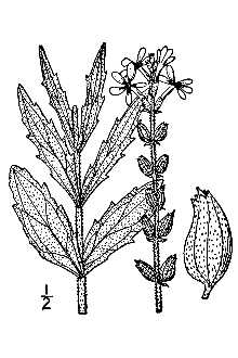 <i>Buchnera breviflora</i> Pennell