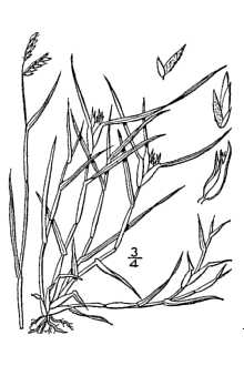 <i>Bulbilis dactyloides</i> (Nutt.) Raf. ex Kuntze