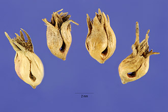 <i>Sesleria dactyloides</i> Nutt.