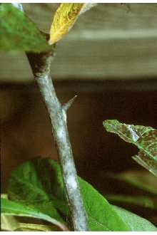<i>Bumelia lanuginosa</i> (Michx.) Pers.