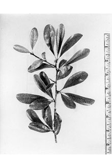 <i>Bumelia lanuginosa</i> (Michx.) Pers.