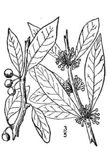 <i>Bumelia lycioides</i> (L.) Pers.