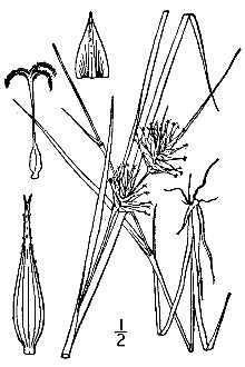 <i>Carex abacta</i> L.H. Bailey