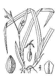 <i>Carex magnifolia</i> Mack.